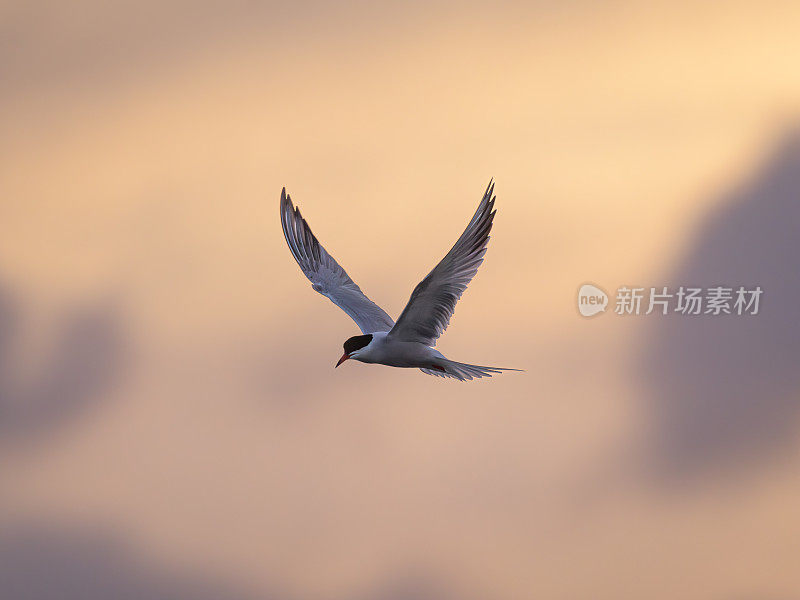 普通名词(sterna hirundo)